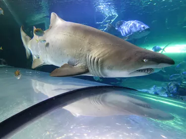 Grey Nurse Shark in SEA LIFE Sydney’s Aquarium Tunnel