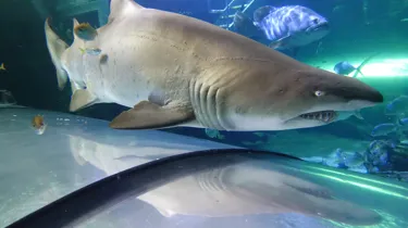 Grey Nurse Shark in SEA LIFE Sydney’s Aquarium Tunnel