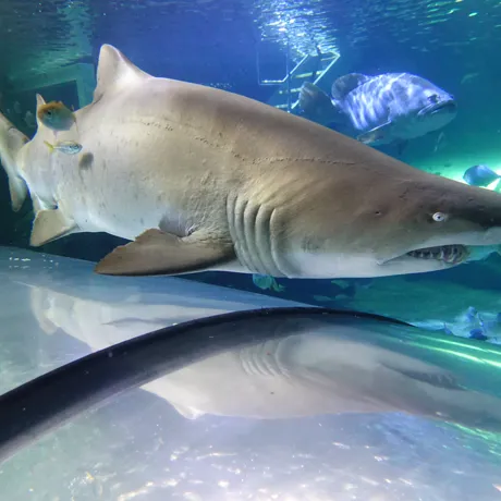 Grey Nurse Shark in SEA LIFE Sydney’s Aquarium Tunnel