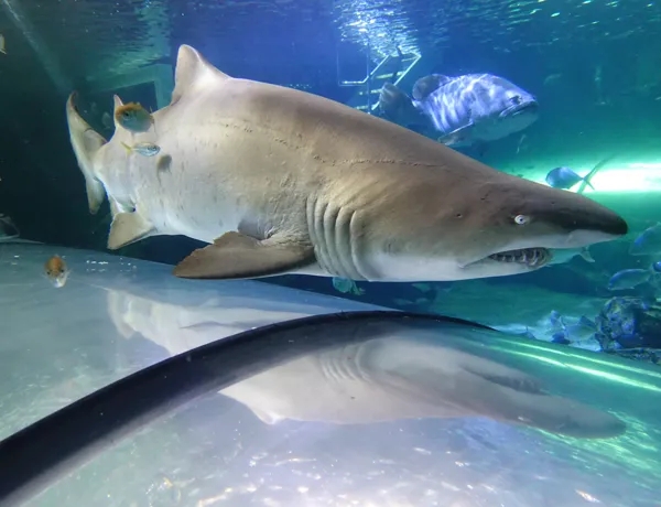 Grey Nurse Shark in SEA LIFE Sydney’s Aquarium Tunnel