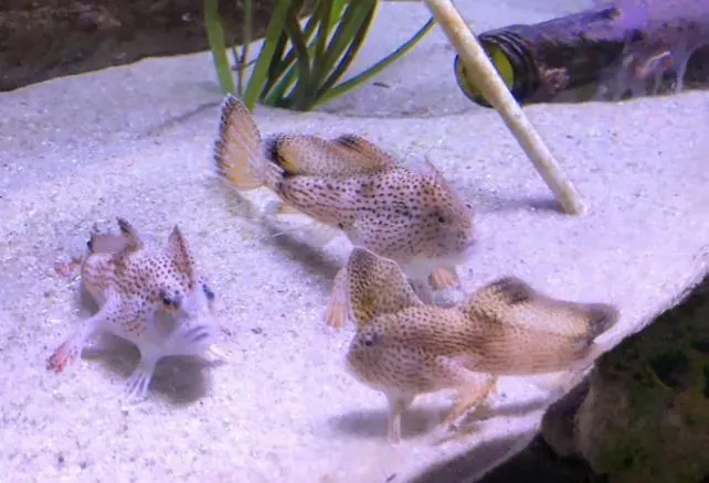 Spotted Handfish
