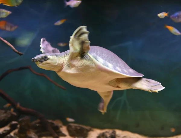 Aussie Animal Passport Animal Pig Nosed Turtle