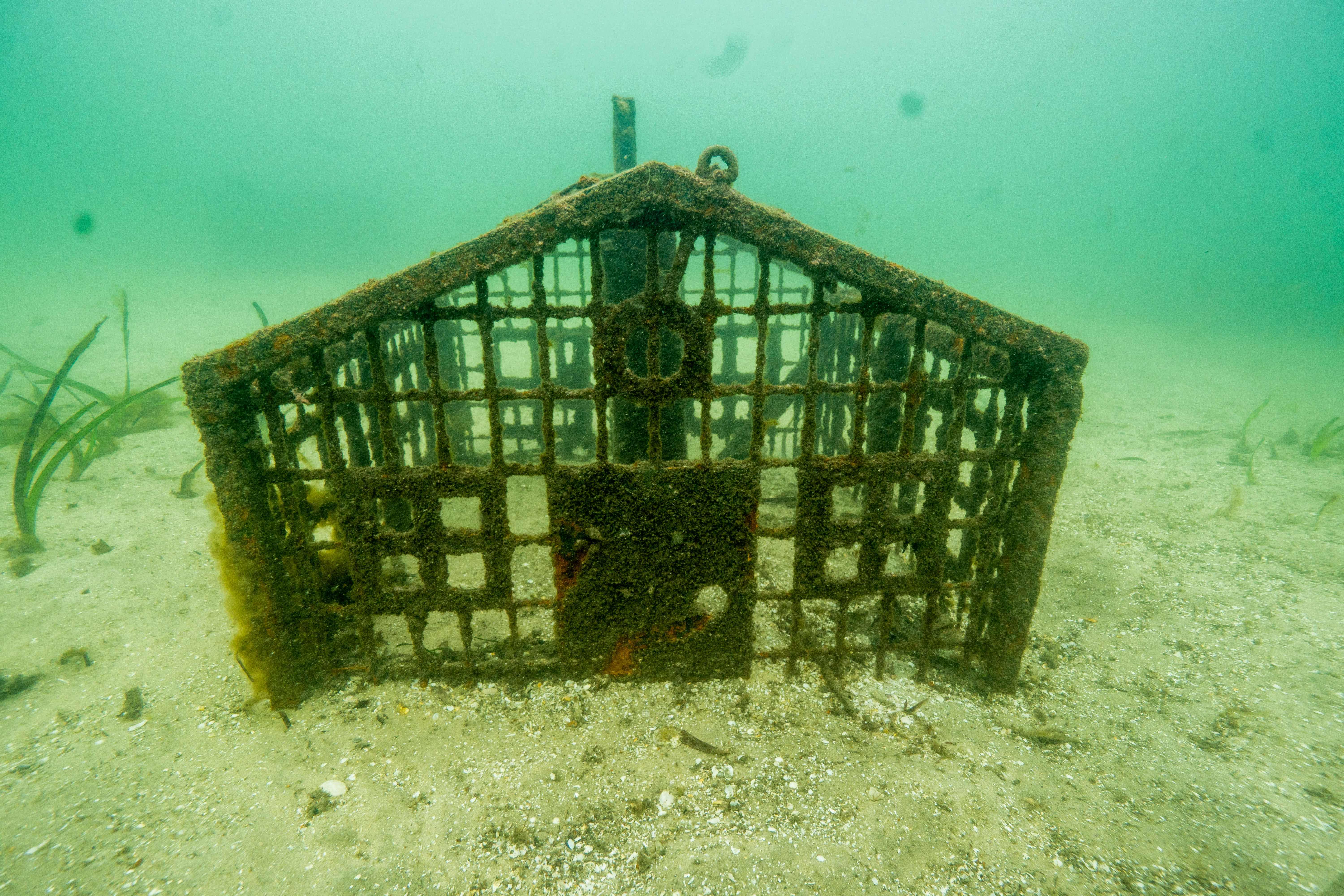 Seahorse Hotel Anchored On Sea Floor Provides An Artifical Habitat For Released White's Seahorses And Other Marine Creatures 3
