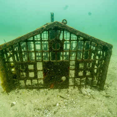 Seahorse Hotel Anchored On Sea Floor Provides An Artifical Habitat For Released White's Seahorses And Other Marine Creatures 3