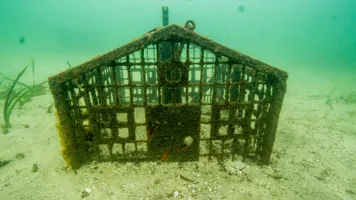 Seahorse Hotel Anchored On Sea Floor Provides An Artifical Habitat For Released White's Seahorses And Other Marine Creatures 3