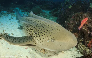 Leopard Zebra Shark at Sea Life Sydney Aquarium