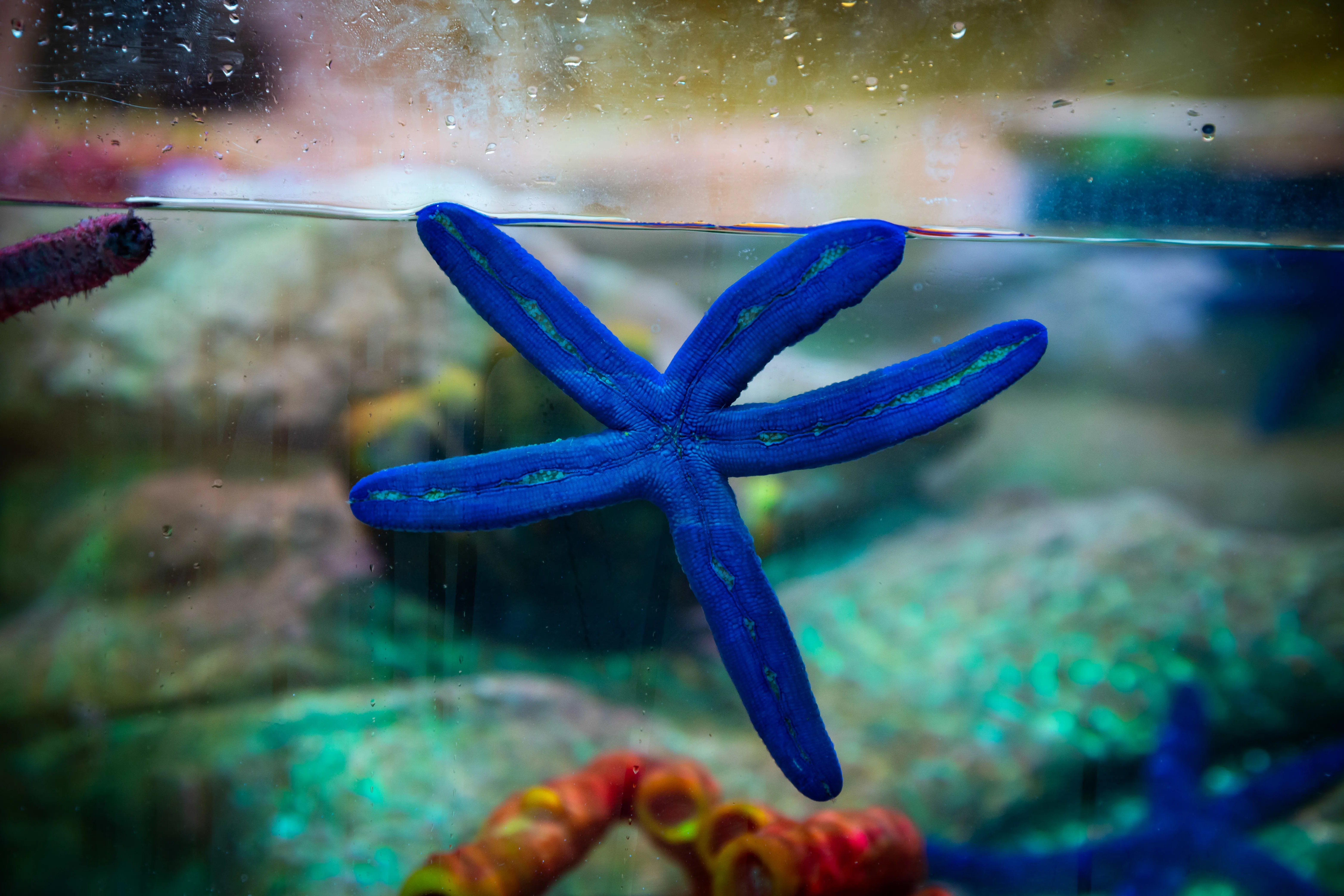 SLSA Rockpoolranger02