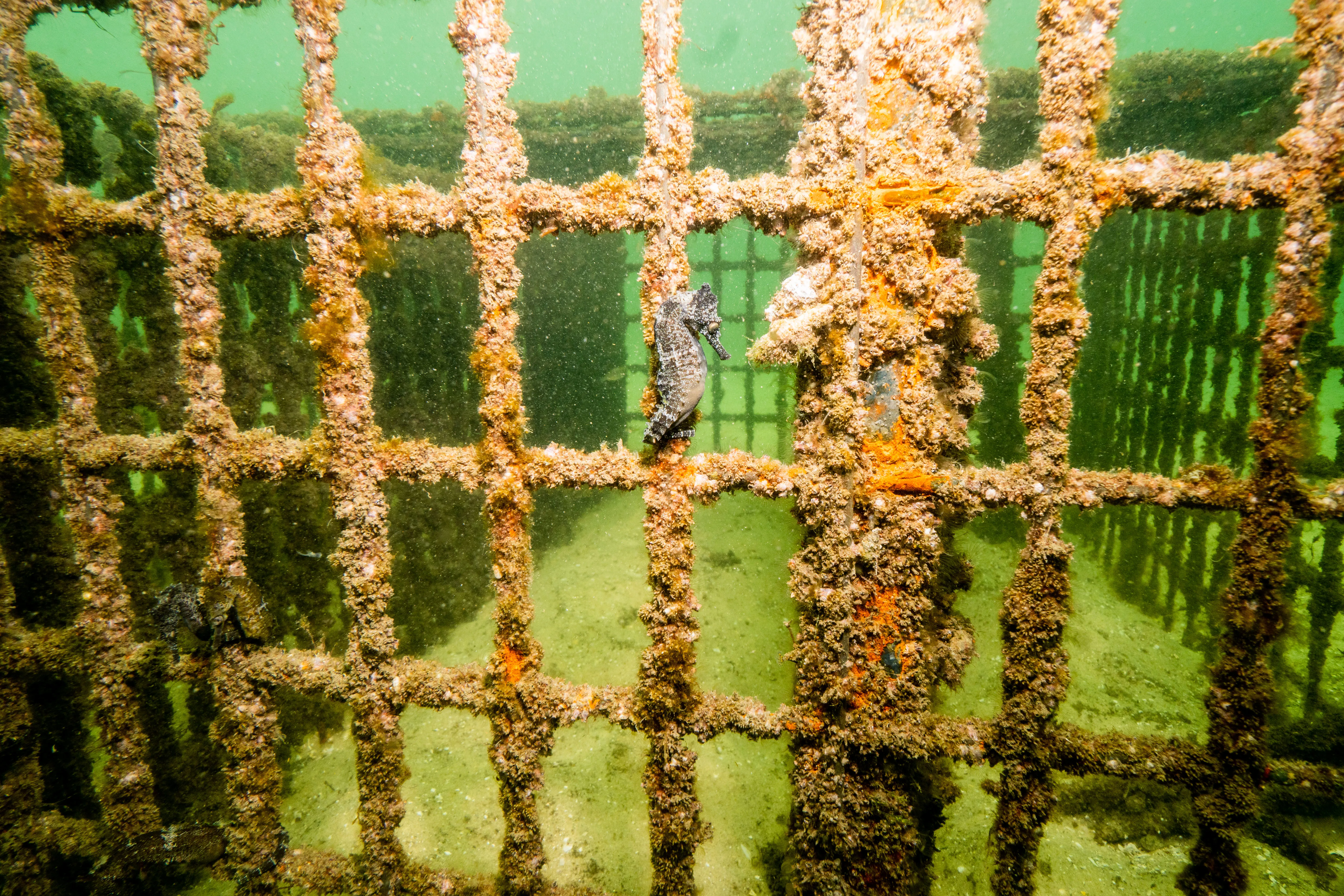 Released White Seahorses Anchored To Seahorse Hotel 4