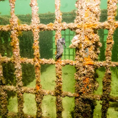 Released White Seahorses Anchored To Seahorse Hotel 4