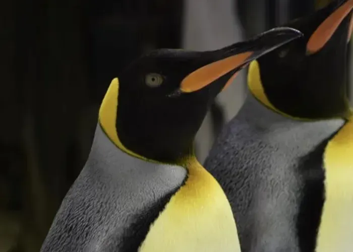 King And Gentoo Penguins Of SEA LIFE Sydney Aquarium Aurora