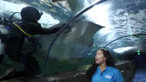 Shark Feed