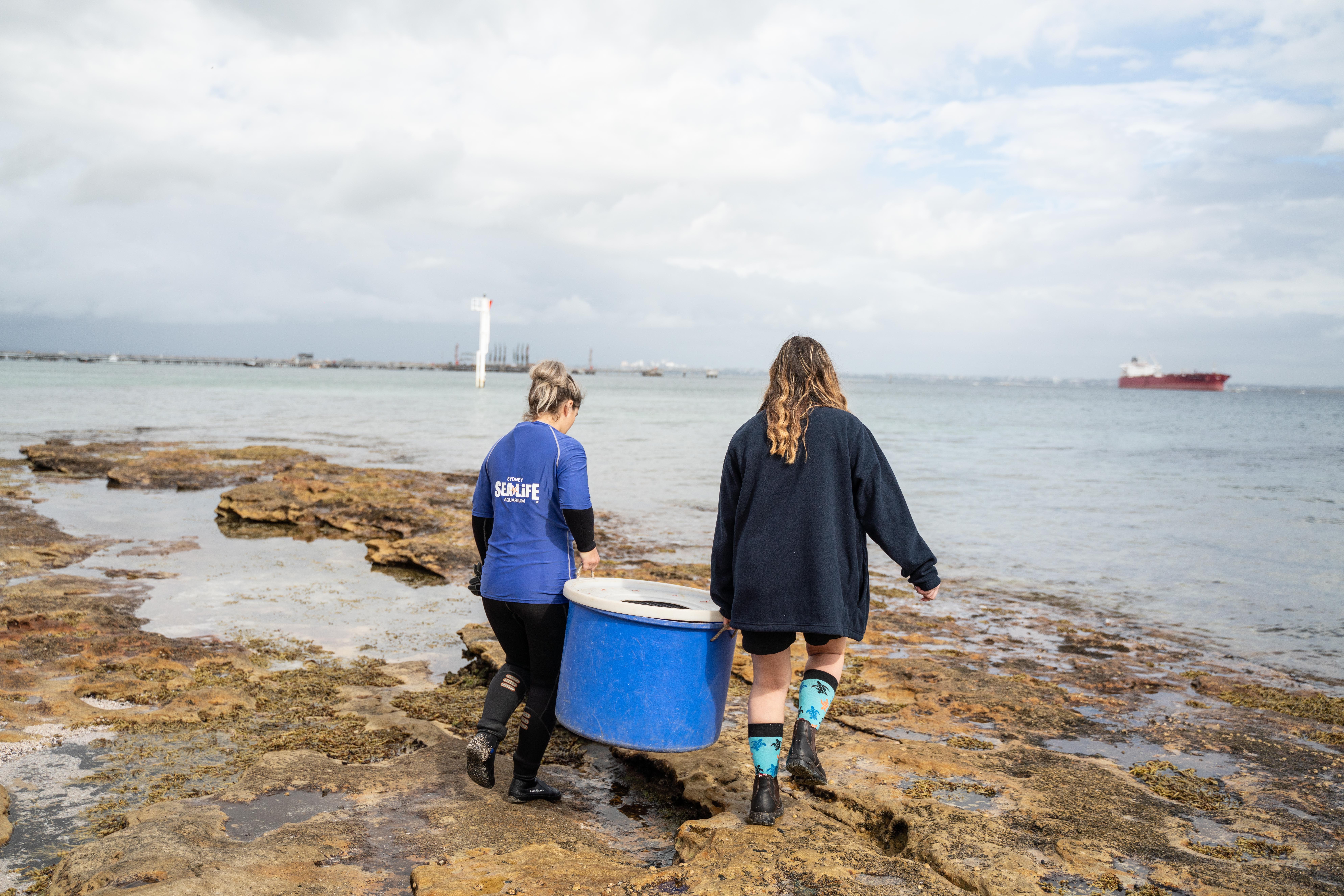 Turtle Release | SEA LIFE Sydney