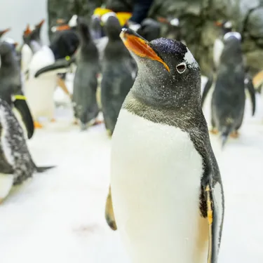 SEA LIFE Sydney Aquarium Gentoo Penguin