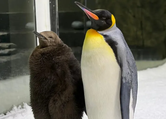 King And Gentoo Penguins Of SEA LIFE Sydney Aquarium Dunkin