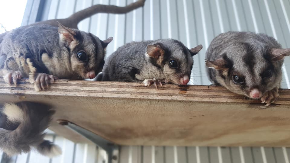 WLS Sugar Gliders Waiting For Their Treats
