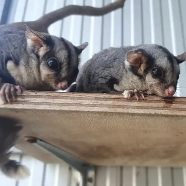WLS Sugar Gliders Waiting For Their Treats