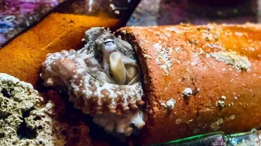 Octopus In Bottle
