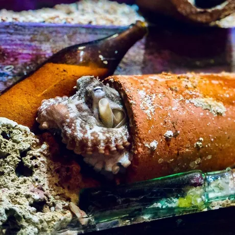 Octopus In Bottle