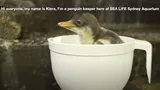 Penguin Chick Video