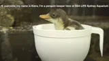 Penguin Chick Video