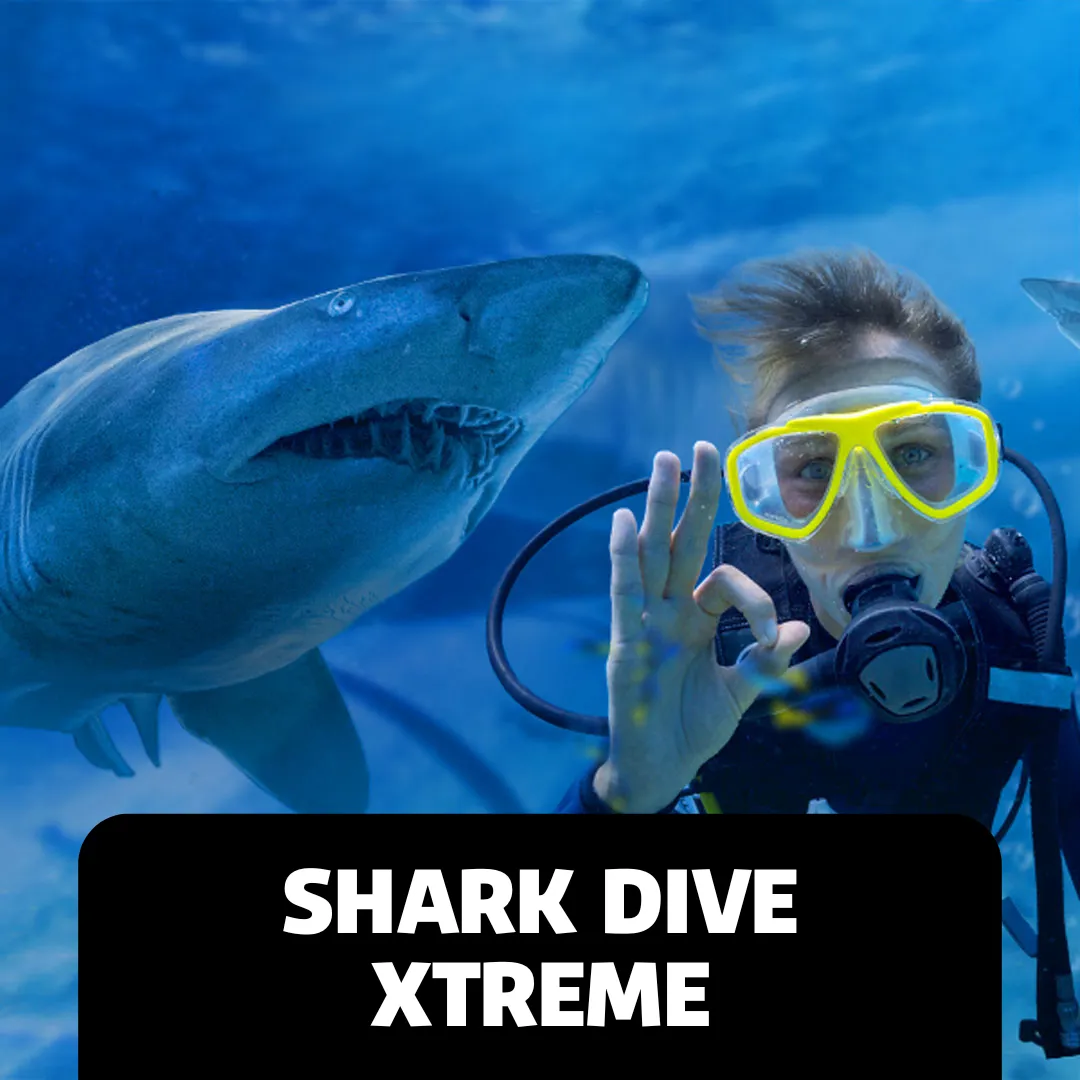 Accessibility Webpage Images SDX