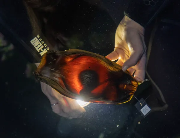 Candling Zebra Shark Egg Note Developing Embryo Visible
