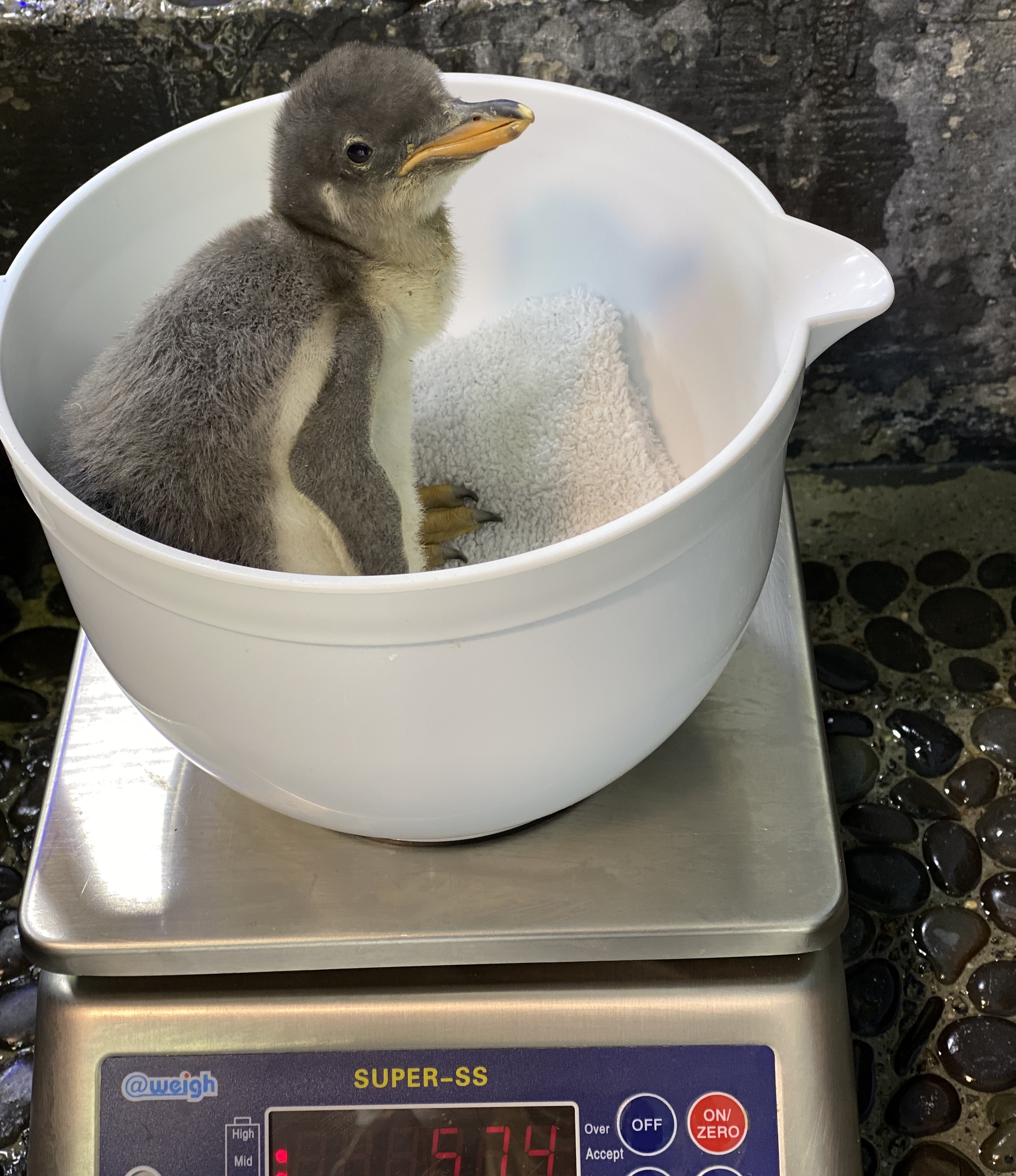 penguin chick is weighed