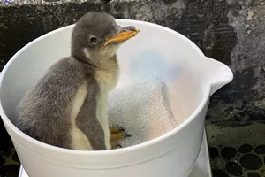 penguin chick is weighed