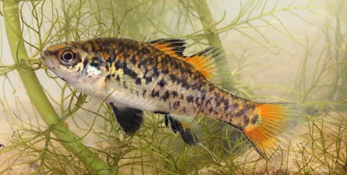 Southern Pygmy Perch - Endangered animals - SEA LIFE Sydney Aquarium