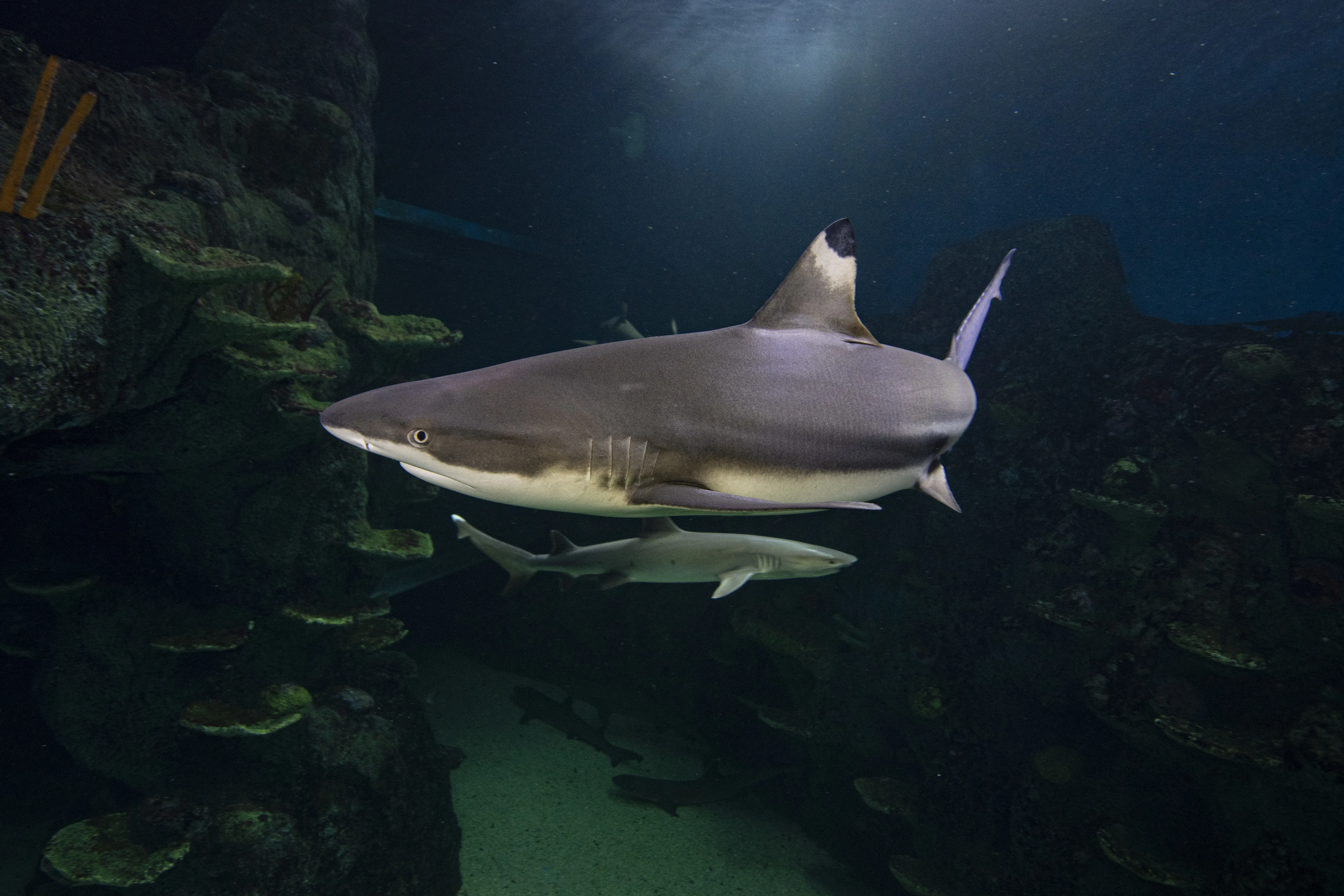 Blacktip Reef Shark Turning