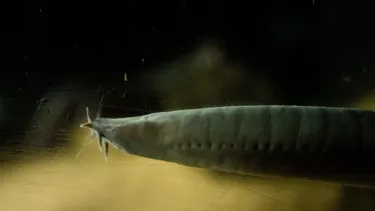 HAGFISH 2