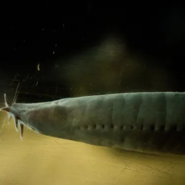 HAGFISH 2