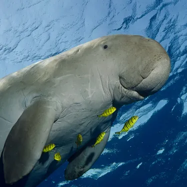 Aussie Animal Passport Animal Dugong (1)