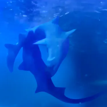 Greynursesharks Mating 01