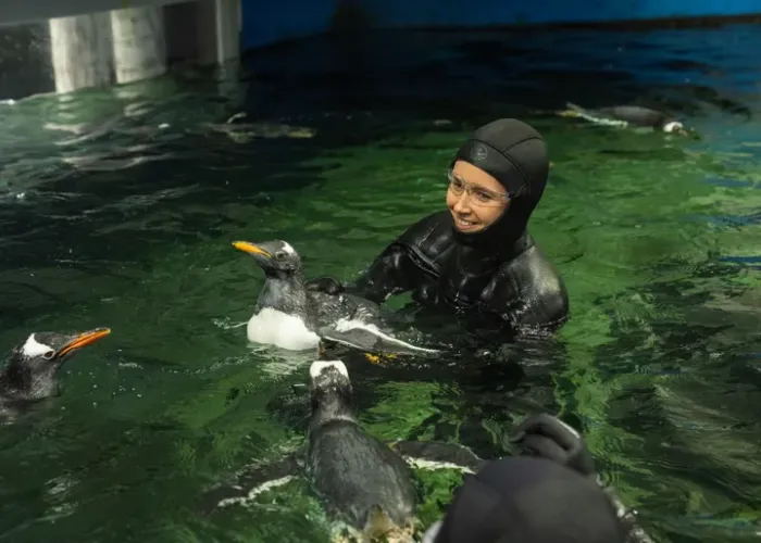 King And Gentoo Penguins Of SEA LIFE Sydney Aquarium Goose (1)
