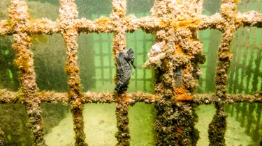 Release White Seahorses Anchored To Seahorse Hotel 3