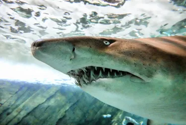 Grey Nurse shark at SEA LIFE Sydney