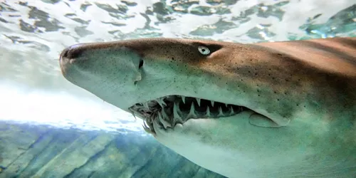 Grey Nurse shark at SEA LIFE Sydney