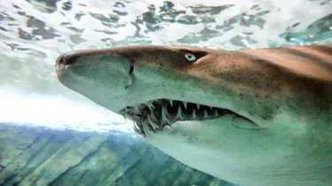 Grey Nurse shark at SEA LIFE Sydney