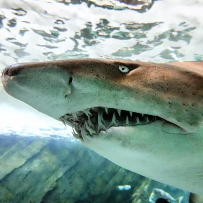 Grey Nurse shark at SEA LIFE Sydney