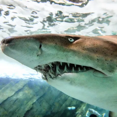 Grey Nurse shark at SEA LIFE Sydney