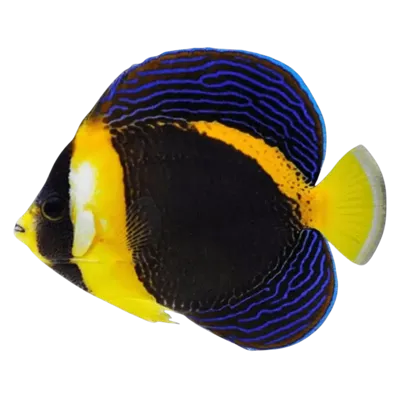 Scribbled Angelfish (1)