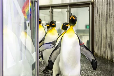 Kings March At SEA LIFE Sydney Aquarium PRIDE Penguin Parade 2