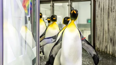 Kings March At SEA LIFE Sydney Aquarium PRIDE Penguin Parade 2