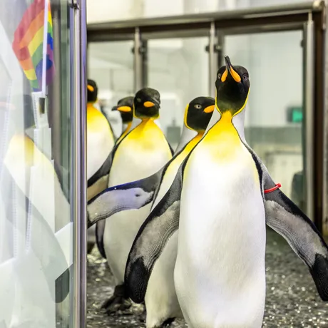 Kings March At SEA LIFE Sydney Aquarium PRIDE Penguin Parade 2