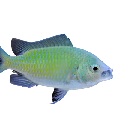 Rockpool Ranger Creatures Chromis