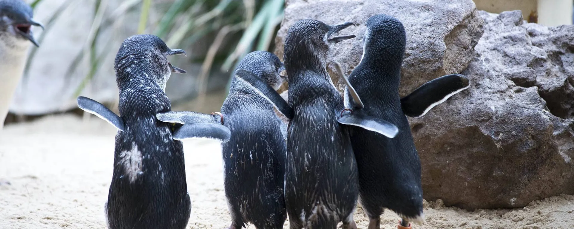 Little penguins at sea life sydney