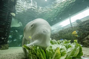 Dugong eating lettuce