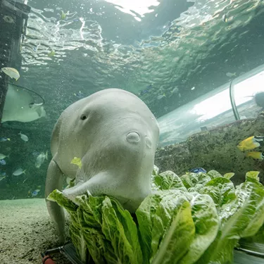 Dugong eating lettuce