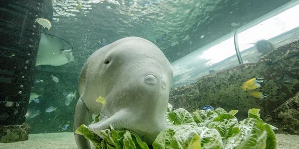 Dugong eating lettuce